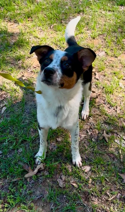 FROST CLARKE - Australian Shepherd available for adoption