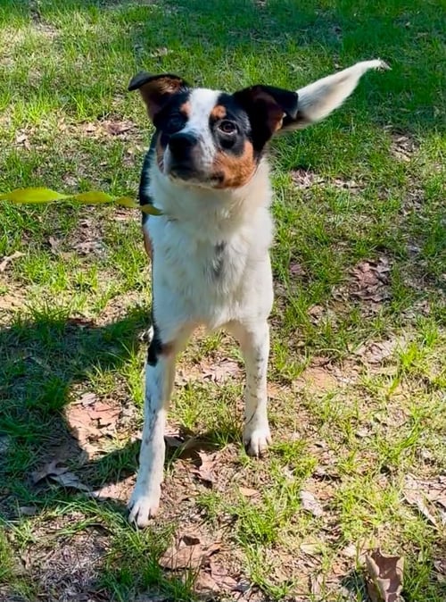 FROST CLARKE - Australian Shepherd available for adoption
