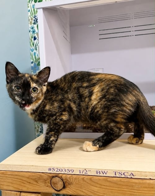 SUKI C GRACE - Tortoiseshell for adoption in Cranston