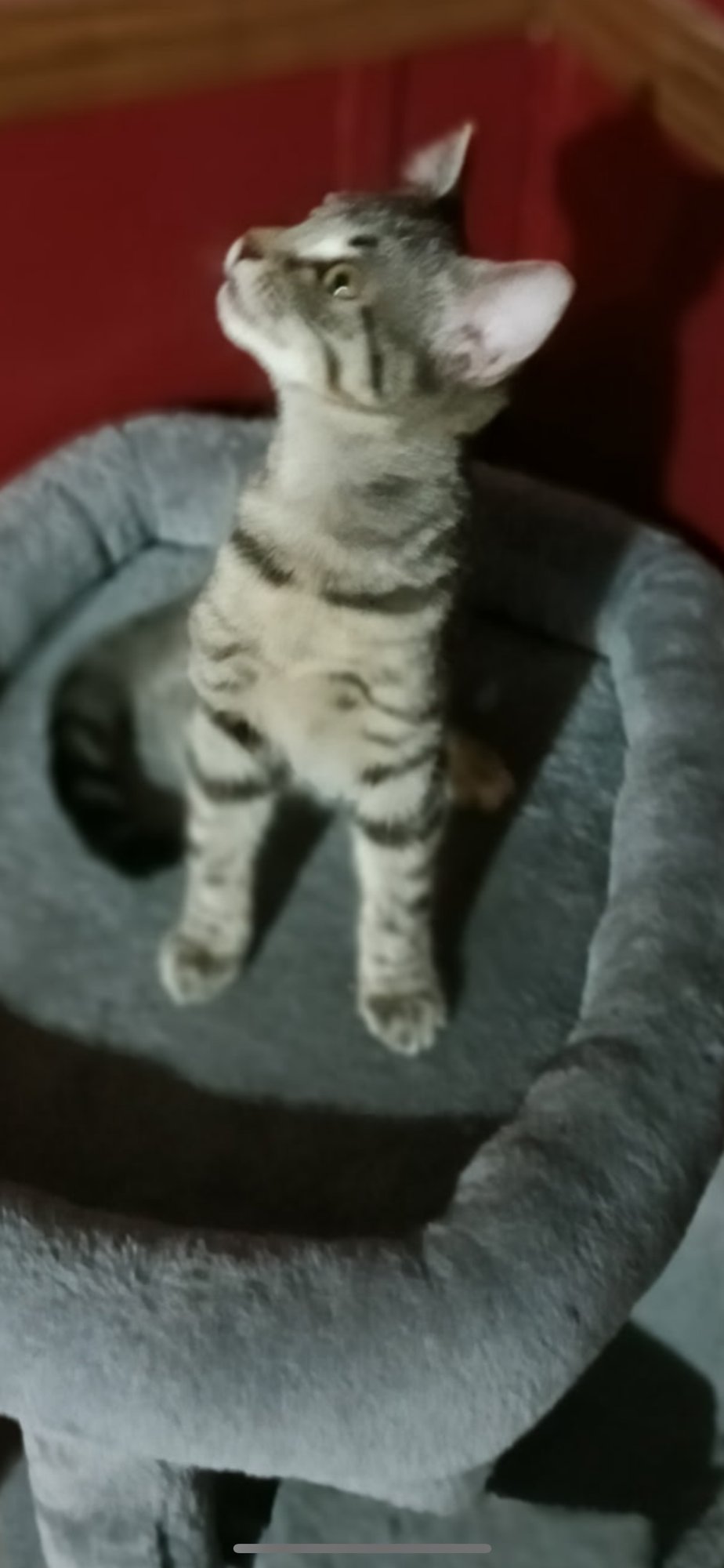 LILY C INGRAM - Tabby available for adoption