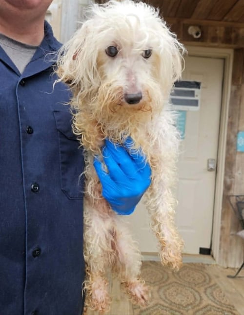 GHOST GATLIN - Poodle (Toy) available for adoption