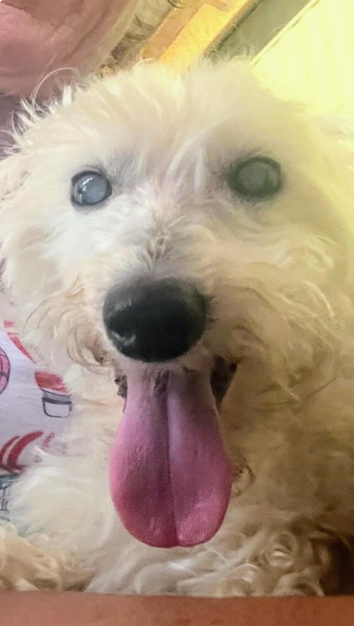 GHOST GATLIN - Poodle (Toy) available for adoption