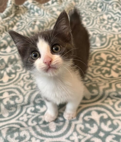 PADMA C GRACE - Tuxedo for adoption in Cranston