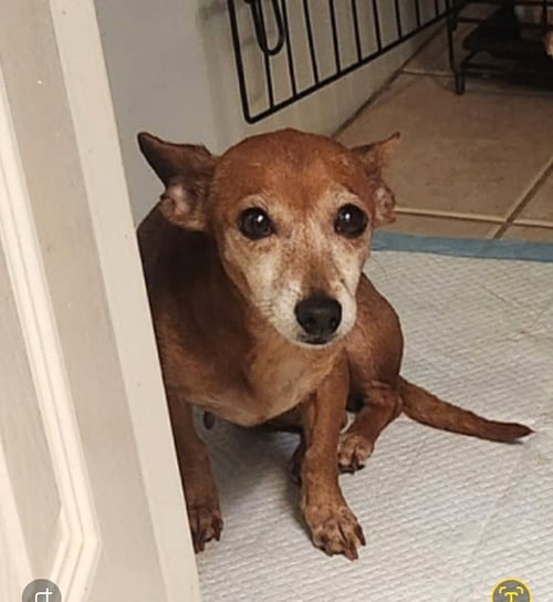 SUGAR MOORE - Chihuahua available for adoption