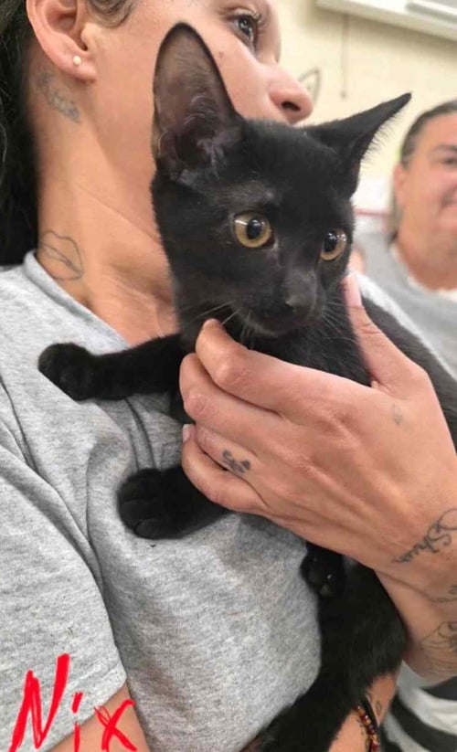 NIX C HARRELL - Domestic Short Hair available for adoption