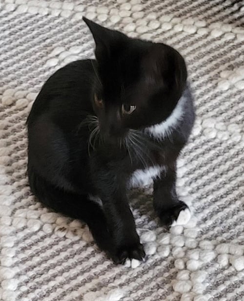 JAKE C INGRAM - Domestic Short Hair available for adoption