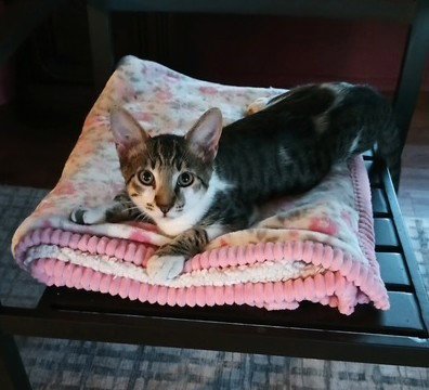 SIMON C INGRAM - Tabby available for adoption