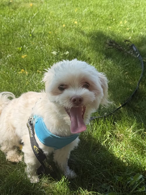 BAXTER OS LAUDONE