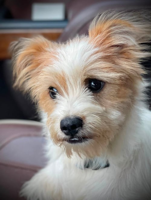 ALFIE MOORE - Terrier available for adoption