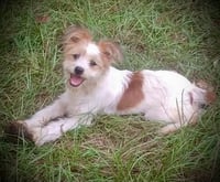 Alfie Moore - Photo 4