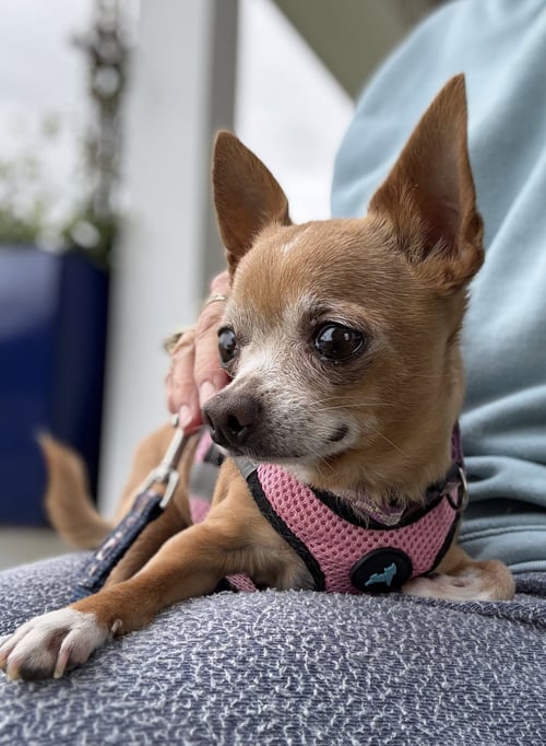 DOLLY GATLIN - Chihuahua available for adoption