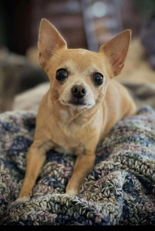 DOLLY GATLIN - Chihuahua available for adoption