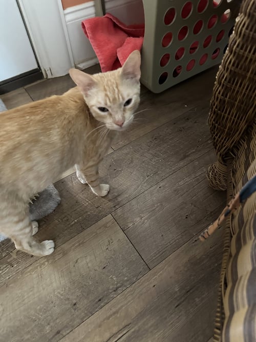 DAISY C INGRAM - Tabby available for adoption