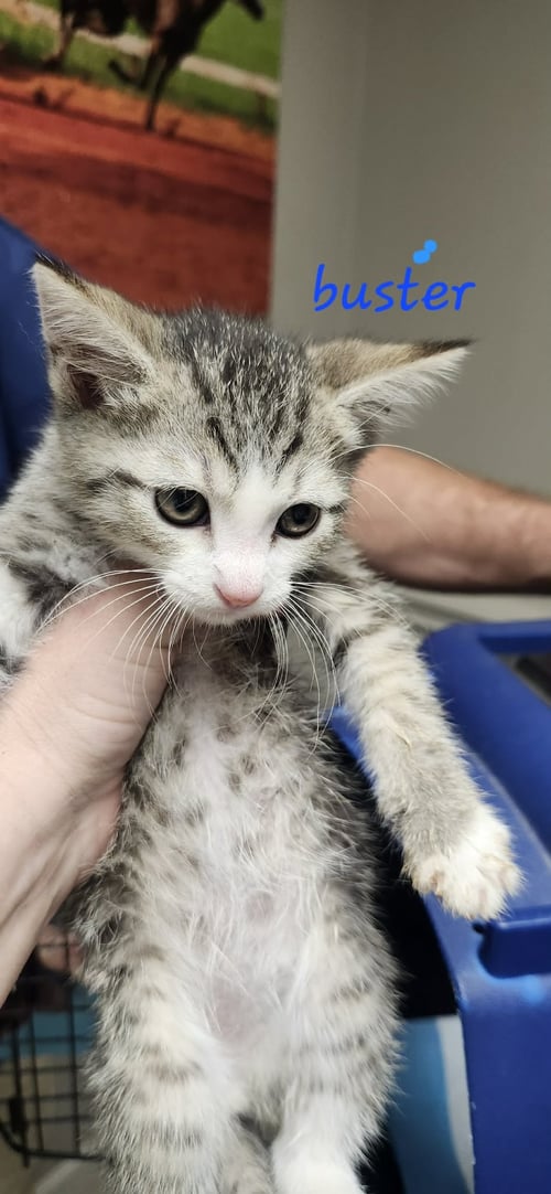 BUSTER C KLEIN - Tabby / Domestic Short Hair available for adoption