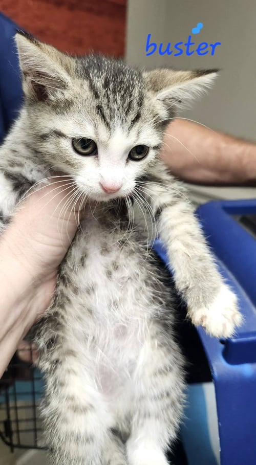 BUSTER C KLEIN - Tabby / Domestic Short Hair available for adoption