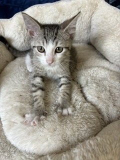 BUSTER C KLEIN - Tabby / Domestic Short Hair available for adoption