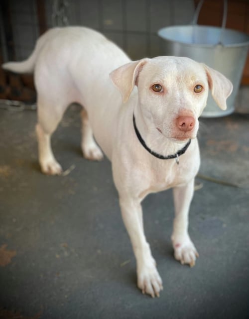 PAISLEY MOORE - Beagle / Feist available for adoption