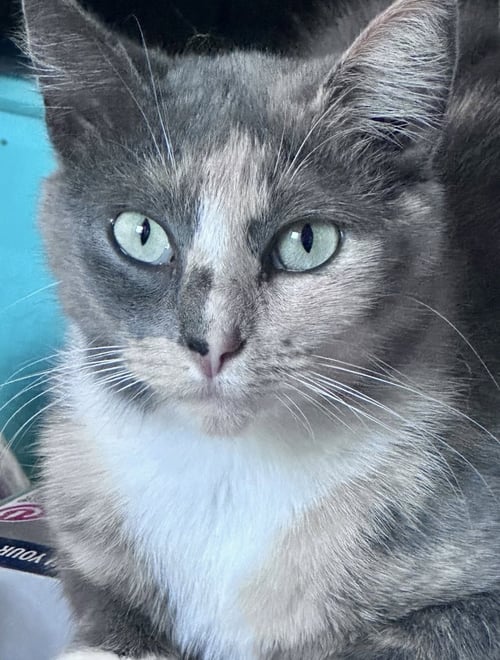 SWEETIE C JONES - Calico available for adoption