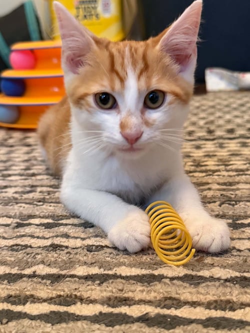 BEANIE C AUSTIN - Domestic Short Hair available for adoption