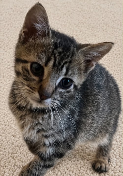 ETHEL C BELL - Tabby available for adoption