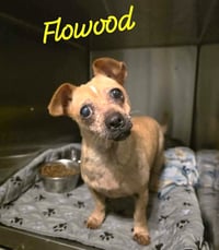 Flowood  Wood - Photo 1