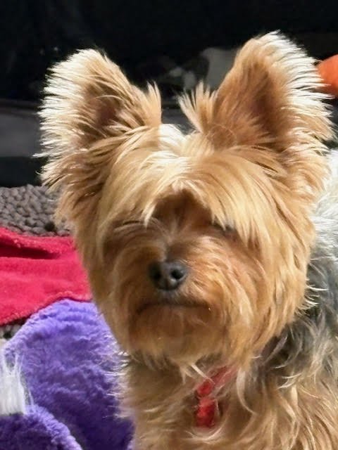 TRIXIE OS FRANZEN - Yorkshire Terrier Yorkie available for adoption
