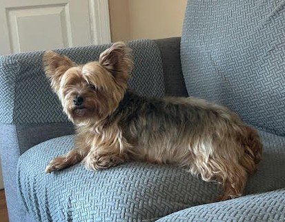 TRIXIE OS FRANZEN - Yorkshire Terrier Yorkie available for adoption