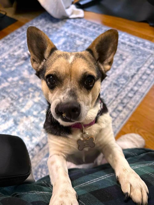 BUFFY PLUNKETTE - Corgi available for adoption