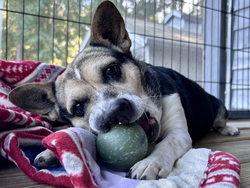 BUFFY PLUNKETTE - Corgi available for adoption