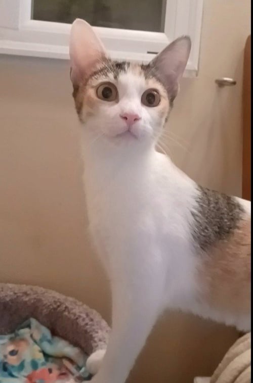 BLAZE C HARRELL - Calico available for adoption