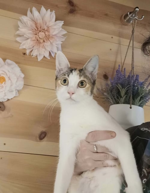 BLAZE C HARRELL - Calico available for adoption