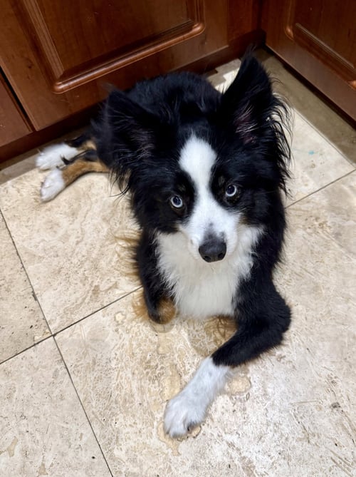 RANDY MINI AUSSIE SKY BLUE EYES - Australian Shepherd for adoption in Deerfield Beach