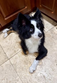 Randy Mini Aussie sky blue eyes - Photo 2