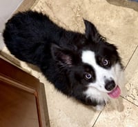 Randy Mini Aussie sky blue eyes - Photo 3