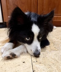 Randy Mini Aussie sky blue eyes - Photo 4