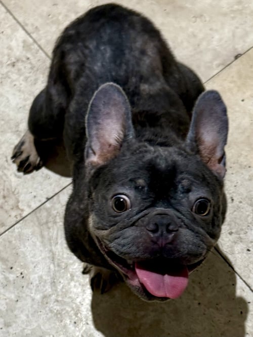 PEPPER PUREBRED FRENCH BULLDOG FEMALE