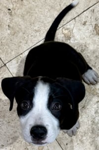 Puppy CREAM Tuxedo Male - Photo 1