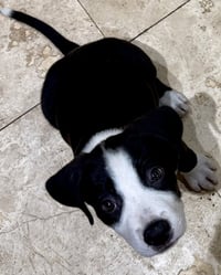 Puppy CREAM Tuxedo Male - Photo 2