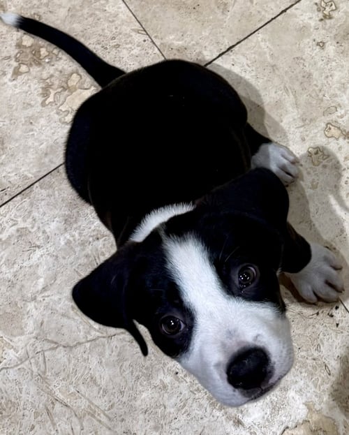 PUPPY CREAM TUXEDO MALE - Labrador Retriever / American Bulldog available for adoption
