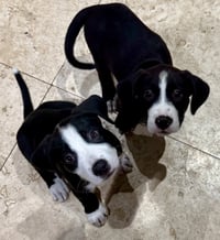 Puppy CREAM Tuxedo Male - Photo 4