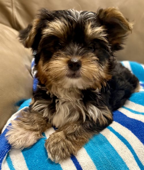 HYPOALLERGENIC YORKIE TINI PUPPY