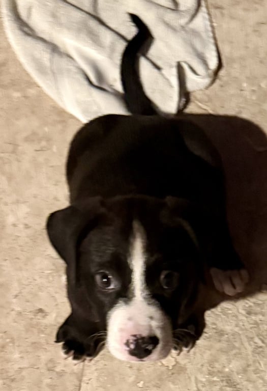 Puppy COOKIE Girl Tuxedo Image