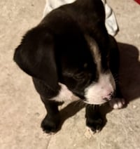 Puppy COOKIE Girl Tuxedo - Photo 2