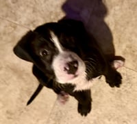 Puppy COOKIE Girl Tuxedo - Photo 3