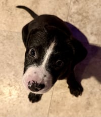 Puppy COOKIE Girl Tuxedo - Photo 4
