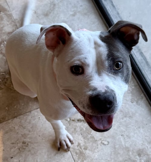 KELI GORGEOUS WHITE N BLU PUP GIRL