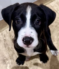 Puppy COOKIE Tuxedo Gal - Photo 1