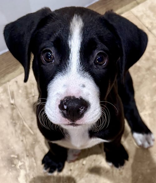 PUPPY COOKIE TUXEDO GAL - Labrador Retriever / American Bulldog for adoption in Boca Raton
