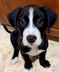 Puppy COOKIE Tuxedo Gal - Photo 2