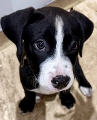 Puppy COOKIE Tuxedo Gal - Photo 3
